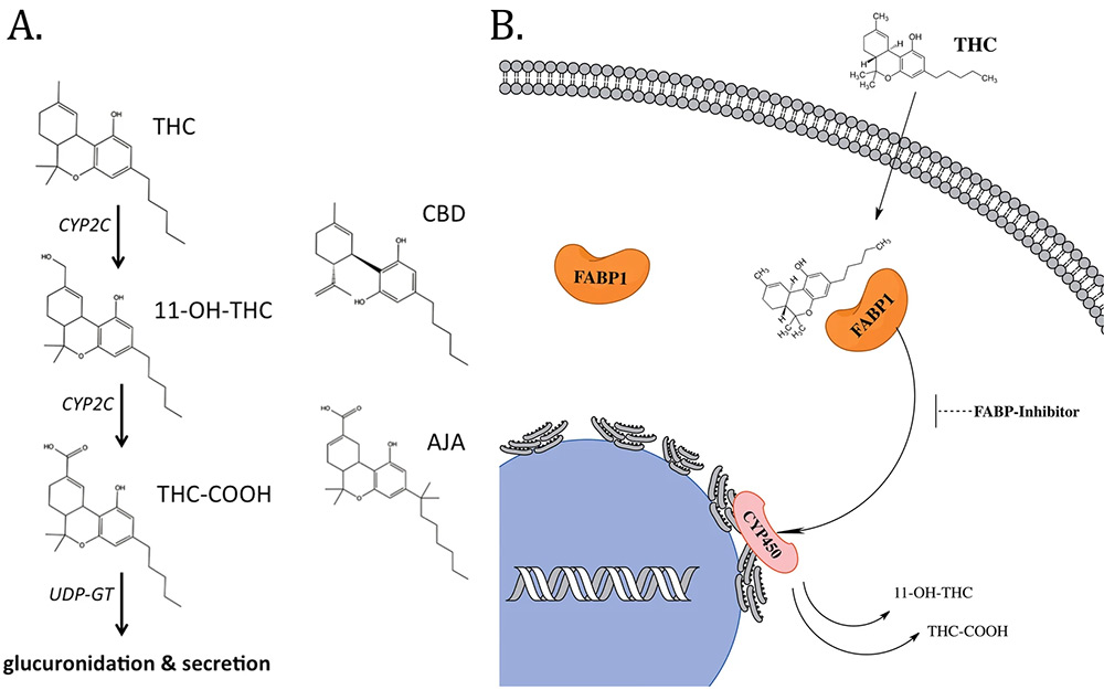 dabs-metabolizing-process