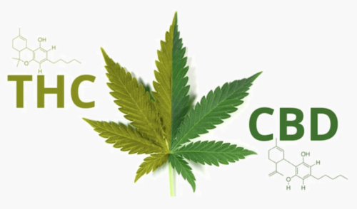 CBD-vs.-THC-Key-Difference-in-Effects-Benefits-and-Legality