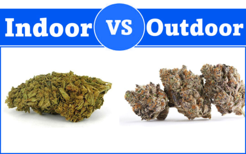 Indoor-vs-outdoor-grown-cannabis