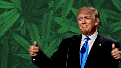 The-Impact-of-Donald-Trumps-Victory-in-the-47th-U.S.-Presidential-Election-on-the-Cannabis-Industry
